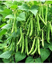 100 BLUE LAKE POLE BEAN SEEDS STRINGLESS SNAP HEIRLOOM NON-GMO FREE SHIP
