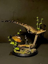 Taxidermy Mount Crocodile n Bluegill Fish Related Reptile Alligator Snake Lizard