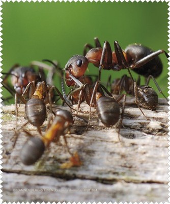 Hochwertiges Rannenberg & Friends Microfasertuch / Brillenputztuch ''Waldameisen''
