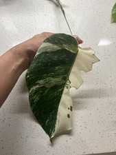 Variegated Monstera Cutting w/ Aerial Roots, Green/White, Broadleaf