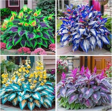 200 Hosta Seeds for Planting - Perennial Hosta Seeds Outdoor Garden Attract ...