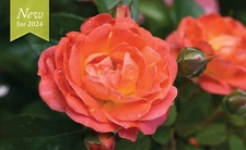 Orange Glow™ Knock Out® Rose - Live Plant - ( 1 QT )