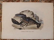 litografia 1863 GAMBERO DI MARE - Lit. PETRAROJA – Rispoli dis.