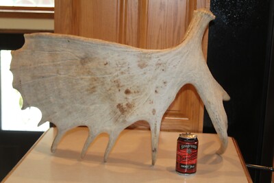 Moose Shed Antler Whitetail Deer Mule Log Cabin Decor Taxidermy Elk Horn Bone
