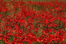 Semi di Papavero Fiore Selvatico Comune Rosso Autunno Primavera Papaver rhoeas CORN Pianta Semina