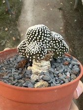 Rare piante da giardino succulente multi teste mammillaria luethyi cactus