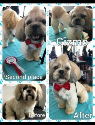 Tina S Dog Grooming Services Grooming Gumtree Australia