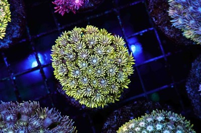 Dirty Lemonade Goniopora WYSIWYG - SAQ Coral Farm