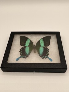 Real Framed Banded peacock Swallowtail Butterfly - Riker Mount - southeast asia