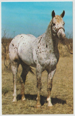 Champagne's Rocket Appaloosa Stallion Horse Postcard SUNRAY FRITCH TEXAS