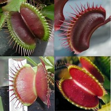 15  Samen Dionaea muscipula Mix Venusfliegenfalle frisch aus 2025,  Karnivoren