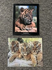 Tiger Poster X2 50cm X 40cm