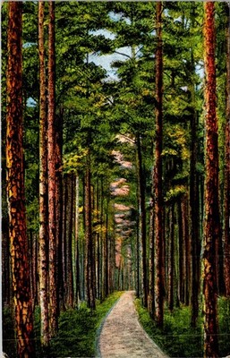 1930s Linen Postcard Cathedral Drive Lakewood NJ Pine Forest Kropp Natural Color