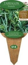 Tarragon 'French' - 3x10cm Plug Herb Plants. (Artemisia Dracunculus VAR. Sativa)