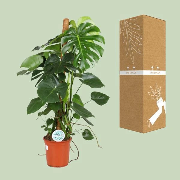 Fensterblatt Monstera deliciosa 105 cm hoch Ø 24 cm Zimmerpflanze Kletterpflanze - Bild 3 von 4