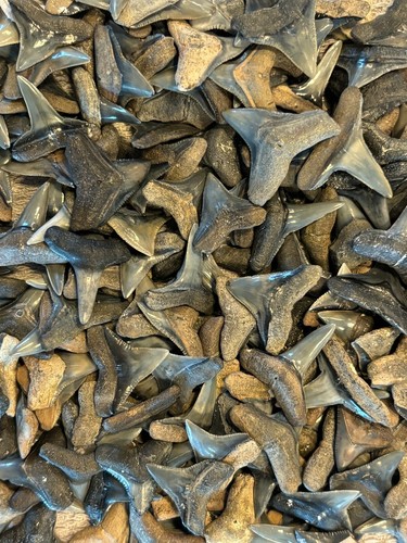 Colorfol Lot Of 30 Intact Fossilized Shark Teeth From SouthWest Florida - Picture 5 of 9