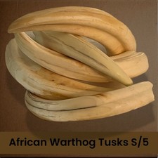 African Warthog Tusks Set of Five to 5.5"(that’s about $22 each w/ Discount)