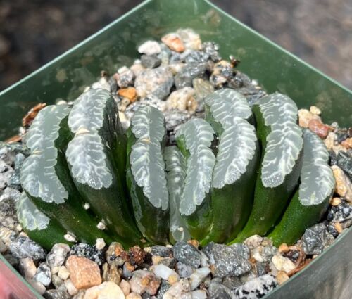 Haworthia truncata GM313 Succulent Cactus Plant - Picture 2 of 3
