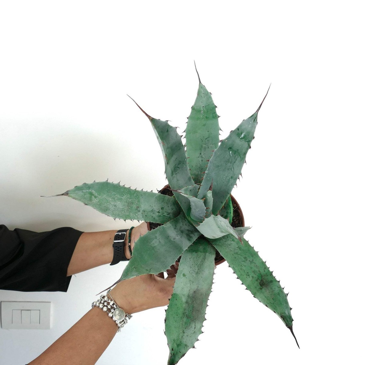 Agave tequiliana X Agave eborispina - NO variegated titanota | eBay