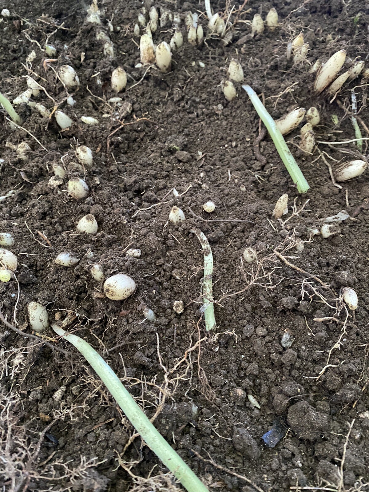 65+ WILD GARLIC BulbsPlant Now for SPRING 2024 💯 EDIBLE! Freshly