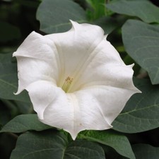 Datura Seeds Flower Shrub Garden Plants 'Evening Fragrance' 1 Packet