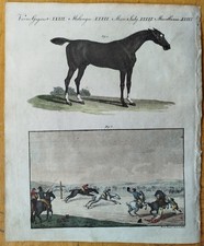 Pferd Pferderennen England - Bertuch Originaldruck Koloriert - 1792