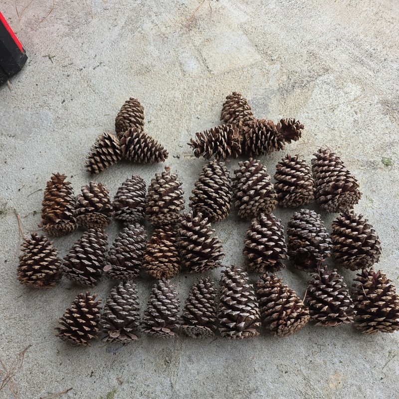 Pine Cones, 29 Pine Cones from Virginia's easters shore 3 to 5 inches 2 triple 