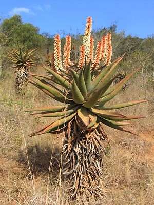 Aloe Marlothii - Mountain Aloe Vera - 10 x Succulent Plant Seeds | eBay