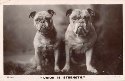 ENGLISH BULLDOGS, POSED IMAGE, ROTARY REAL PHOTO PC used 1907