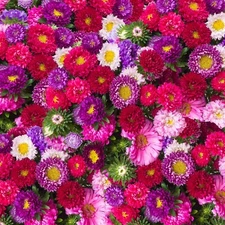 100+ SEEDS Aster Powderpuff Mix | BUY 2 GET 1 FREE