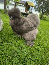 12 Silkie Hatching Eggs Blue with chance of frizzle
