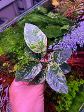 Anubias Variegated King Large Ultra Rare BUY4GET1FREE LIVE PLANT FAST SHIPPING