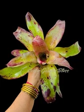 STUNNING!! Neoregelia  ‘NELSON’  Large Young Bromeliad Plant