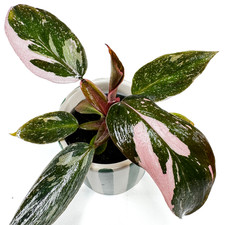 Philodendron 'Pink Princess' Marble HIGH VARIEGATION 6cm pot- RARE Houseplant