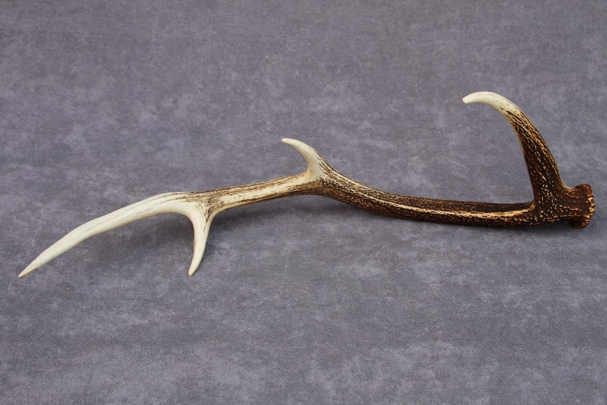 鹿茸　200g 鹿茸 200g 鹿茸菇200g - Weee!