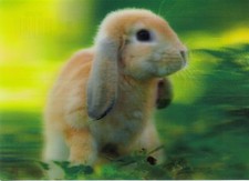 3 -D - Ansichtskarte: junges Widder - Kaninchen - long ear rabbit