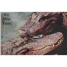 Alligators Smiling Friends We Miss You Florida Postcard