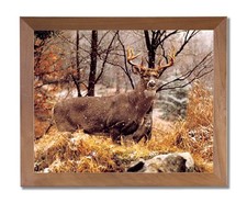 Whitetail Buck Deer and Doe in Snow Animal Wildlife Wall Picture Honey Framed Ar