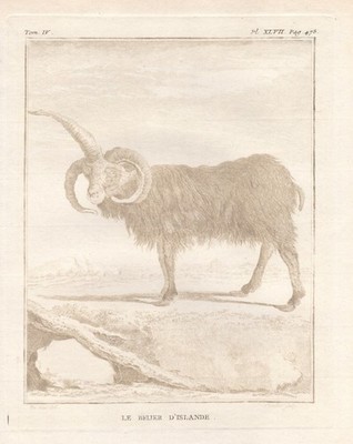 Icelandic sheep Iceland Belier Islandschaf engraving Kupferstich Buffon 1780