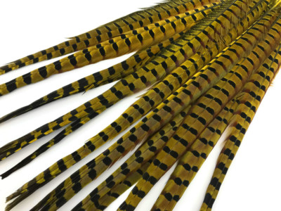 50 Pieces - 18-22'' Yellow Dyed Over Natural Long Ringneck Pheasant Tail Feather