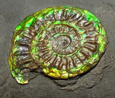 Grün irisierender Caloceras Display Ammonit Fossil 26mm Ammolith UK Kristalle Edelstein