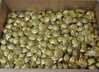 Lot of 135 Large Gold Metal Ornate Saucer Cymbal Beads VTG Crafts Jewelry AS IS