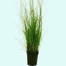 STUNNING Hairgrass Eleocharis Vivipara In 2" Plastic Pot Buy2 Get1 FREE