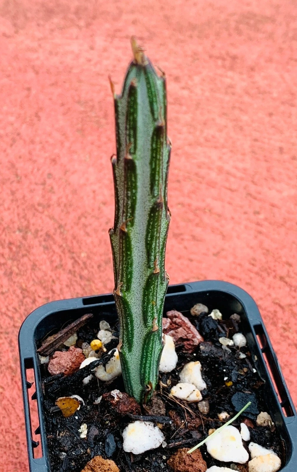 Picture 3 of 4