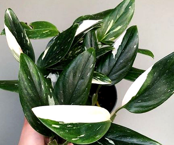 monstera adansonii giftig Monstera adansonii (Monkey leaf) (S) kaufen