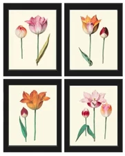 Botanical Prints Tulip Flowers Wall Art Decor Set of 4 Beautiful Unframed