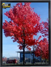 8.5X11 Picture Frame for Wall Display,Document Certificate Frames, Display