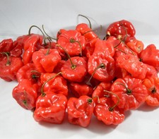 AJI DULCE GRANDE (100) SEEDS DE PUERTO RICO
