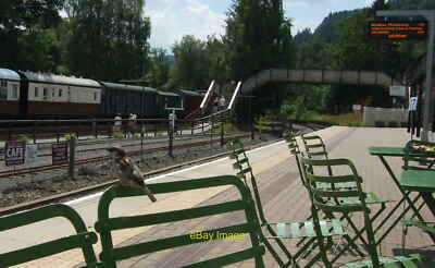 Photo 12x8 This bird must fly! 'Damn I have just missed the train by 12 mi c2011