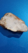 Agatized Fossil Coral
